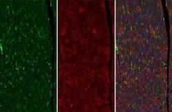 VASP Antibody (GT238), Novus Biologicals 100 &mu;g; Unconjugated:Antibodies,