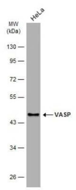 VASP Antibody (GT238), Novus Biologicals 100 &mu;g; Unconjugated:Antibodies,