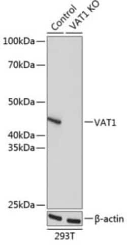 VAT1 Antibody - Azide and BSA Free, Novus Biologicals 0.1 mL, Unconjugated:Antibodies,