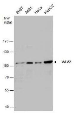 VAV2 Antibody, Novus Biologicals 100 &mu;g; Unconjugated:Antibodies, Polyclonal