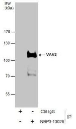 VAV2 Antibody, Novus Biologicals 100 &mu;g; Unconjugated:Antibodies, Polyclonal