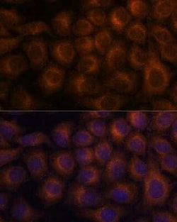 VAV3 Antibody - Azide and BSA Free, Novus Biologicals:Antibodies:Primary