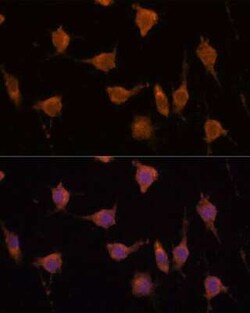 VAV3 Antibody - Azide and BSA Free, Novus Biologicals:Antibodies:Primary