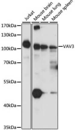 VAV3 Antibody - Azide and BSA Free, Novus Biologicals:Antibodies:Primary