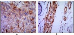 VCAM-1/CD106 Antibody (6G9) - Azide and BSA Free, Novus Biologicals 0.1