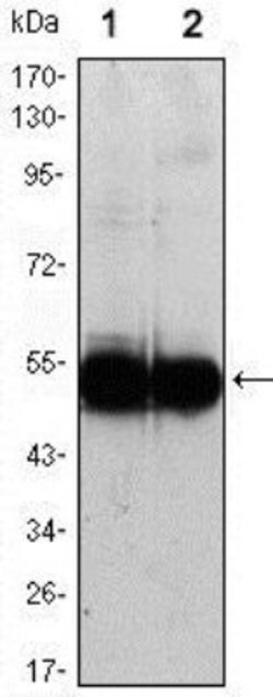 VCAM-1/CD106 Antibody (6G9) - Azide and BSA Free, Novus Biologicals 0.1