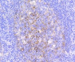VCAM-1/CD106 Antibody (SA05-04), Novus Biologicals 100&mu;L:Antibodies,