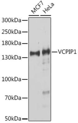 VCIP135/VCPIP1 Antibody - Azide and BSA Free, Novus Biologicals:Antibodies:Primary
