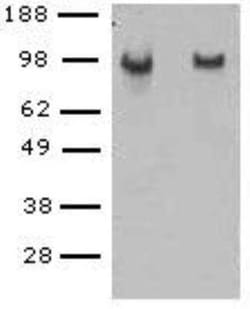VE-Cadherin Antibody (BV14) - BSA Free, Novus Biologicals:Antibodies:Primary