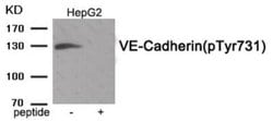 VE-Cadherin, p Tyr731 Antibody - BSA Free, Novus Biologicals:Antibodies:Primary
