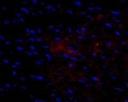 VEGF Antibody (VG76e) - Azide and BSA Free, Novus Biologicals 0.1 mL; Unconjugated:Antibodies,