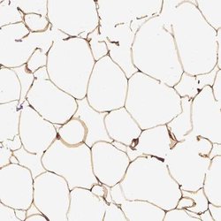 VEGF Antibody, Novus Biologicals 100 &mu;L | Buy Online | Novus Biologicals | Fisher Scientific