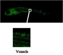 VEGFR1/Flt-1 Antibody (Z9P4F3 H10) - BSA Free, Novus Biologicals:Antibodies:Primary