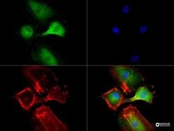 VEGFR2/KDR/Flk-1 Antibody (2C6) - Azide and BSA Free, Novus Biologicals