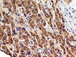 VEGFR2/KDR/Flk-1 Antibody (2C6) - Azide and BSA Free, Novus Biologicals