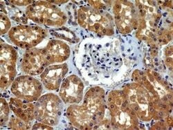 VEGFR2/KDR/Flk-1 Antibody (2C6) - Azide and BSA Free, Novus Biologicals