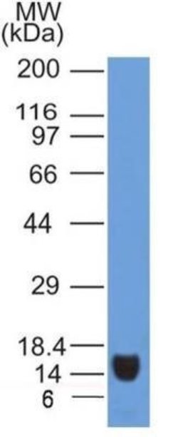 VEGFR2/KDR/Flk-1 Antibody (2C6) - Azide and BSA Free, Novus Biologicals