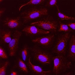 Human VEGF Antibody, R D Systems:Antibodies:Primary Antibodies