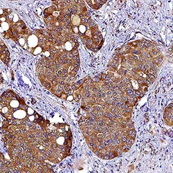 Human VEGF Antibody, R D Systems:Antibodies:Primary Antibodies