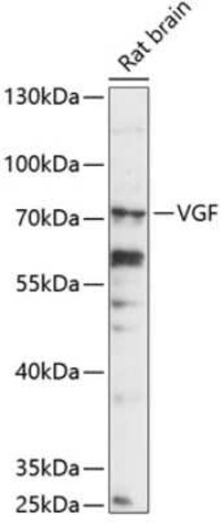 VGF Antibody - Azide and BSA Free, Novus Biologicals 0.02 mL; Unconjugated:Anticorps,