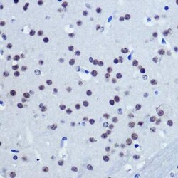 VGLL4 Antibody - Azide and BSA Free, Novus Biologicals:Antibodies:Primary