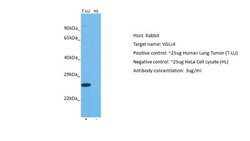 VGLL4 Antibody, Novus Biologicals 100 &mu;L; Unconjugated:Antibodies, Polyclonal