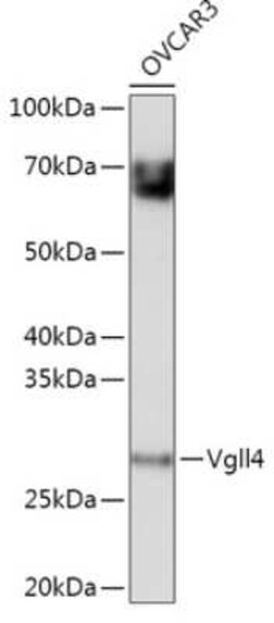 VGLL4 Antibody - Azide and BSA Free, Novus Biologicals:Antibodies:Primary