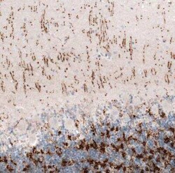 VGLUT2 Antibody (CL2921), Novus Biologicals 0.1 mL, Unconjugated:Antibodies,