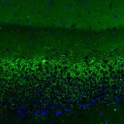 VGLUT2 Antibody (CL2921), Novus Biologicals 0.1 mL, Unconjugated:Antibodies,