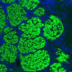 VGLUT2 Antibody (CL2952), Novus Biologicals 0.1 mL, Unconjugated:Antibodies,