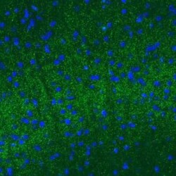 VGLUT2 Antibody (CL2952), Novus Biologicals 0.1 mL, Unconjugated:Antibodies,