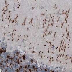 VGLUT2 Antibody (CL2952), Novus Biologicals 0.1 mL, Unconjugated:Antibodies,