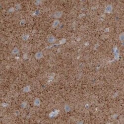 VGLUT2 Antibody (CL2952), Novus Biologicals 0.1 mL, Unconjugated:Antibodies,