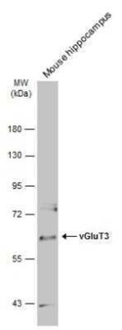 VGluT3 Antibody, Novus Biologicals 100 &mu;g | Buy Online | Novus Biologicals | Fisher Scientific