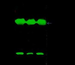 VHR/DUSP3 Antibody, Novus Biologicals:Antibodies:Primary Antibodies