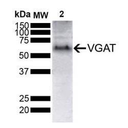 VIAAT/SLC32A1/VGAT Antibody (D9), Novus Biologicals 0.1 mg; Unconjugated:Antibodies,
