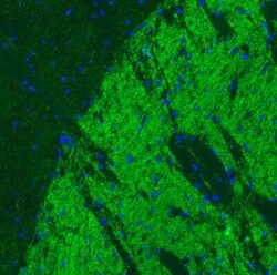 VIAAT/SLC32A1/VGAT Antibody (CL2793), Novus Biologicals 0.1 mL, Unconjugated:Anticorps,