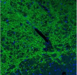 VIAAT/SLC32A1/VGAT Antibody (CL2793), Novus Biologicals 0.1 mL, Unconjugated:Anticorps,