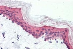 VIGR/GPR126 Antibody, Novus Biologicals 50 &mu;g; Unconjugated:Antibodies,