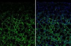 VIP Antibody, Novus Biologicals 100 &mu;g | Buy Online | Novus Biologicals | Fisher Scientific