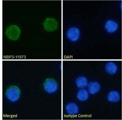 VISTA/B7-H5/PD-1H Rabbit anti-Mouse, Clone: MH5A, Novus Biologicals 0.2