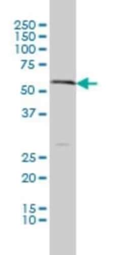 VMAT1/SLC18A1 Antibody (3A2-E10), Novus Biologicals 0.1 mg | Buy Online | Novus Biologicals | Fisher Scientific