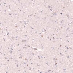 VMAT2 Antibody (CL13157), Novus Biologicals 100 &mu;g; Unconjugated:Antibodies,