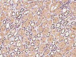 VMO1 Antibody, Novus Biologicals 50 &mu;g | Buy Online | Novus Biologicals | Fisher Scientific