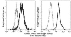 VNN2 Antibody (3F8F8H6), Novus Biologicals 100 &mu;g; Unconjugated:Antibodies,