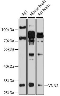 VNN2 Antibody - BSA Free, Novus Biologicals 0.1 mL; Unconjugated:Antibodies,