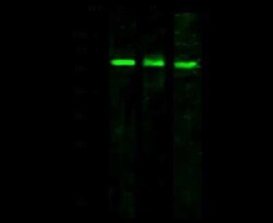 VNN2 Antibody, Novus Biologicals:Antibodies:Primary Antibodies