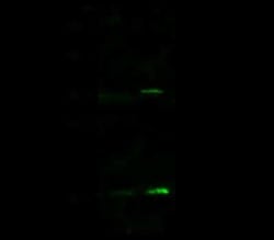 VPREB1 Antibody, Novus Biologicals:Antibodies:Primary Antibodies