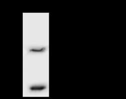 VPS16 Antibody, Novus Biologicals 50 &mu;g, Unconjugated:Antibodies, Polyclonal
