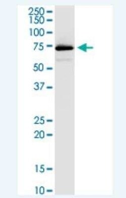VPS33B Antibody (3E11), Novus Biologicals 100 &mu;g | Buy Online | Novus Biologicals | Fisher Scientific
